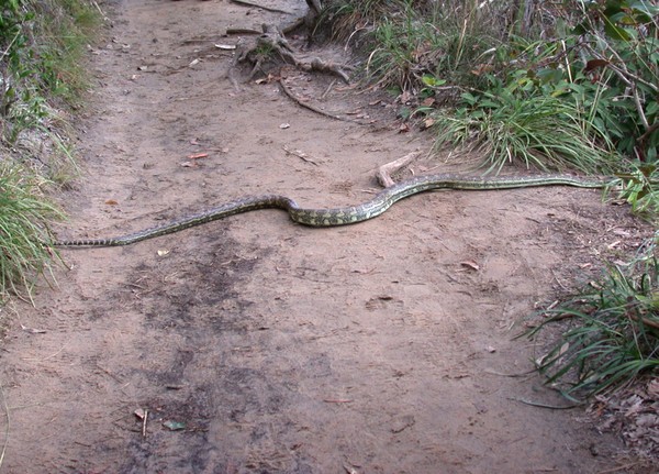 Carpet Python